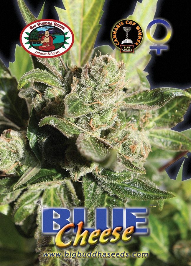 Big Buddha Blue Cheese ®™