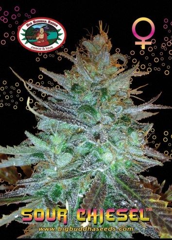 Big Buddha Sour CHIESEL ™