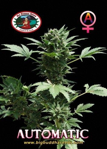 Big Buddha AUTOMATIC
