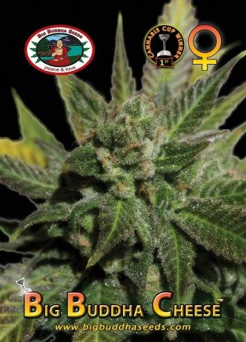 Big Buddha Cheese ™