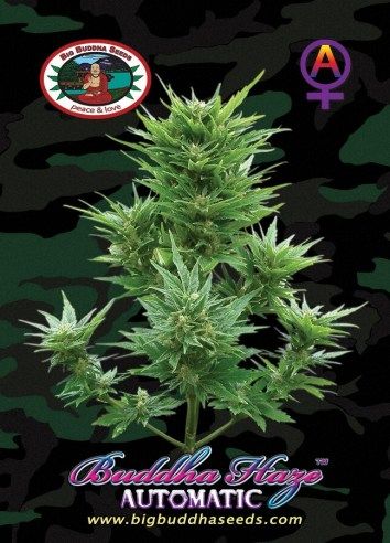 Buddha Haze AUTOMATIC ™