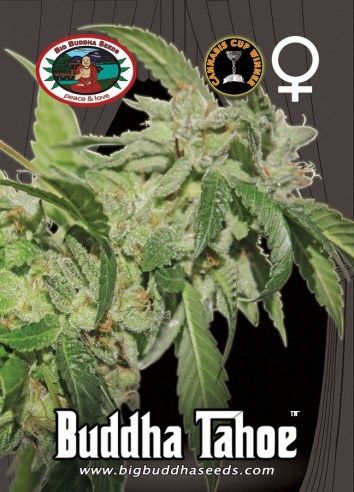 Big Buddha Tahoe OG ™