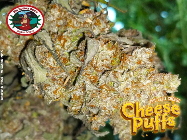 Big Buddha Seeds CHEESE PUFFS