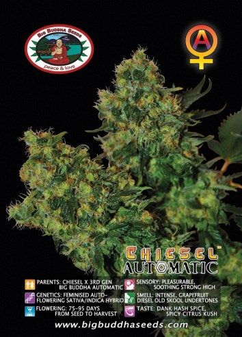 CHIESEL AUTOMATIC ™