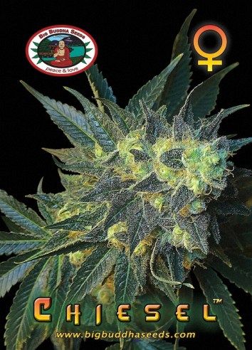 Big Buddha CHIESEL ™