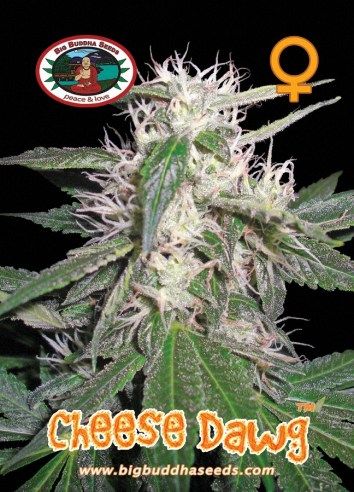 Big Buddha Cheese Dawg ™
