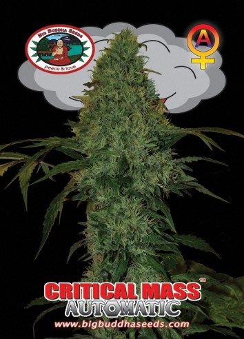 Critical Mass AUTOMATIC ™
