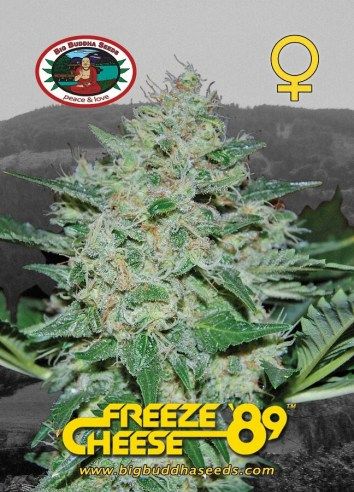 Big Buddha Freeze Cheese &#39;89 ™