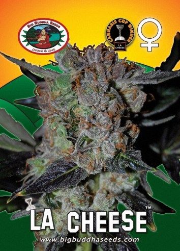 Big Buddha LA Cheese ™