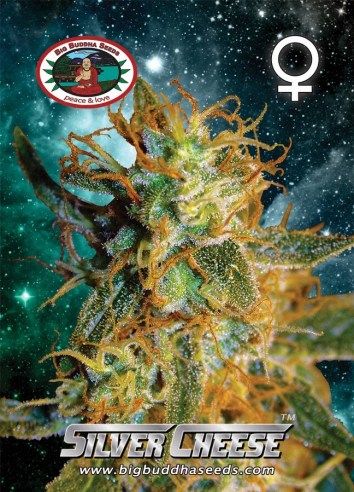 Big Buddha Silver Cheese ™