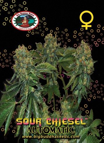 Big Buddha Sour CHIESEL AUTOMATIC ™