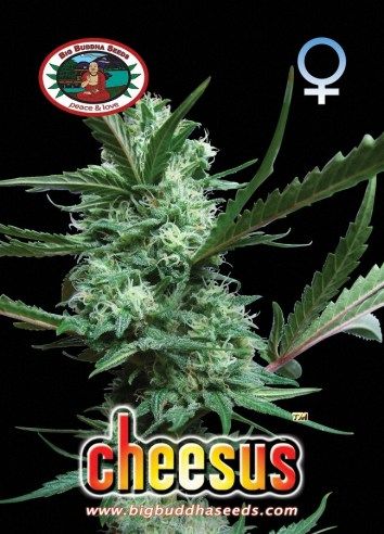 Big Buddha &#39;Cheesus&#39; ™